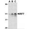 Interferon Regulatory Factor 7 antibody, TA306353, Origene, Western Blot image 
