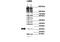 ubiquitin B antibody, NBP1-98436, Novus Biologicals, Western Blot image 