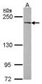 WRN RecQ Like Helicase antibody, NBP1-31895, Novus Biologicals, Western Blot image 