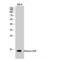 Histone H2B antibody, LS-C383939, Lifespan Biosciences, Western Blot image 