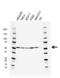 RuvB Like AAA ATPase 1 antibody, VMA00529, Bio-Rad (formerly AbD Serotec) , Western Blot image 