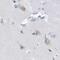 Casein Alpha S1 antibody, PA5-57355, Invitrogen Antibodies, Immunohistochemistry frozen image 