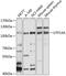 UTP14A Small Subunit Processome Component antibody, 19-960, ProSci, Western Blot image 