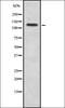 Ubiquitin Specific Peptidase 28 antibody, orb337114, Biorbyt, Western Blot image 