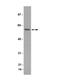 Dihydropyrimidinase-related protein 1 antibody, NBP2-29855, Novus Biologicals, Western Blot image 