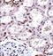 Forkhead Box D1 antibody, PA5-35145, Invitrogen Antibodies, Immunohistochemistry paraffin image 