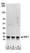 Endothelial differentiation-related factor 1 antibody, A304-039A, Bethyl Labs, Western Blot image 