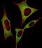 Dihydropyrimidinase Like 5 antibody, M08644, Boster Biological Technology, Immunofluorescence image 