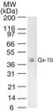 H2-T23 antibody, MA5-24801, Invitrogen Antibodies, Western Blot image 