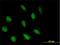 Abl interactor 2 antibody, H00010152-B01P, Novus Biologicals, Immunofluorescence image 