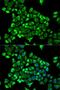 Cytidine deaminase antibody, LS-B11918, Lifespan Biosciences, Immunofluorescence image 