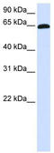Zinc Finger Protein 37A antibody, TA342398, Origene, Western Blot image 