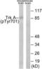Neurotrophic Receptor Tyrosine Kinase 1 antibody, LS-C199683, Lifespan Biosciences, Western Blot image 