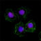 Histone Deacetylase 8 antibody, 685502, BioLegend, Immunofluorescence image 