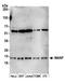ARP antibody, A305-571A, Bethyl Labs, Western Blot image 