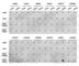 Histone Cluster 4 H4 antibody, A3159, ABclonal Technology, Dot Blot image 