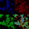 Ankyrin-1 antibody, SMC-488D-P594, StressMarq, Immunocytochemistry image 