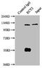 Epithelial Cell Transforming 2 antibody, CSB-PA888001LA01HU, Cusabio, Immunoprecipitation image 
