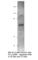 Leukocyte Immunoglobulin Like Receptor B3 antibody, LILRB3-301AP, FabGennix, Western Blot image 