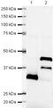 Left-right determination factor 1 antibody, PA5-19507, Invitrogen Antibodies, Western Blot image 