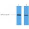 Glutathione-S-Transferase Tag antibody, LS-C387468, Lifespan Biosciences, Western Blot image 