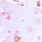 Cytochrome C, Somatic antibody, orb215196, Biorbyt, Immunohistochemistry paraffin image 