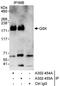 SIK Family Kinase 3 antibody, A302-454A, Bethyl Labs, Immunoprecipitation image 