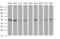 CUE Domain Containing 2 antibody, MA5-26487, Invitrogen Antibodies, Western Blot image 