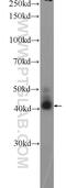 Acyl-CoA Wax Alcohol Acyltransferase 2 antibody, 25119-1-AP, Proteintech Group, Western Blot image 
