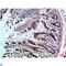 ICAM-4 antibody, LS-C813799, Lifespan Biosciences, Immunohistochemistry paraffin image 