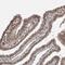 Zinc Finger Protein 592 antibody, HPA020332, Atlas Antibodies, Immunohistochemistry frozen image 