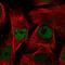 MORC family CW-type zinc finger protein 2 antibody, NBP1-89295, Novus Biologicals, Immunofluorescence image 
