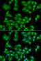 ELF3 antibody, 22-167, ProSci, Immunofluorescence image 