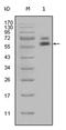 Basic Cytokeratin antibody, AM06316SU-N, Origene, Western Blot image 