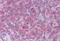 Nuclear Receptor Binding Protein 1 antibody, MBS249178, MyBioSource, Immunohistochemistry frozen image 