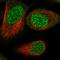 Arginine And Serine Rich Coiled-Coil 2 antibody, HPA040070, Atlas Antibodies, Immunofluorescence image 