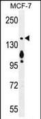MYO6 antibody, PA5-35054, Invitrogen Antibodies, Western Blot image 