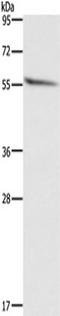 ACTR-IIB antibody, TA349252, Origene, Western Blot image 