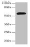 Angiopoietin 2 antibody, CSB-PA16959A0Rb, Cusabio, Western Blot image 