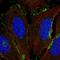 Collectin-12 antibody, HPA071056, Atlas Antibodies, Immunofluorescence image 