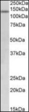 Lysine Demethylase 2A antibody, orb137220, Biorbyt, Western Blot image 