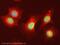 Histone-lysine N-methyltransferase, H3 lysine-79 specific antibody, ab64077, Abcam, Immunofluorescence image 