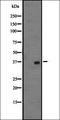 Lysine-specific demethylase 5A antibody, orb337794, Biorbyt, Western Blot image 
