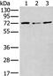 Methylenetetrahydrofolate reductase antibody, PA5-67577, Invitrogen Antibodies, Western Blot image 