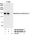 SLIT-ROBO Rho GTPase Activating Protein 1 antibody, NB100-60649, Novus Biologicals, Immunoprecipitation image 