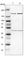 Rho Associated Coiled-Coil Containing Protein Kinase 1 antibody, HPA007567, Atlas Antibodies, Western Blot image 