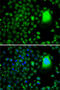 TATA-Box Binding Protein Associated Factor 5 antibody, 22-793, ProSci, Immunofluorescence image 