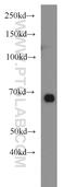 GATA Binding Protein 2 antibody, 11103-1-AP, Proteintech Group, Western Blot image 