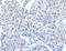 NUAK Family Kinase 1 antibody, MBS2522768, MyBioSource, Immunohistochemistry frozen image 