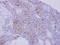 Nidogen 1 antibody, GTX114587, GeneTex, Immunohistochemistry paraffin image 